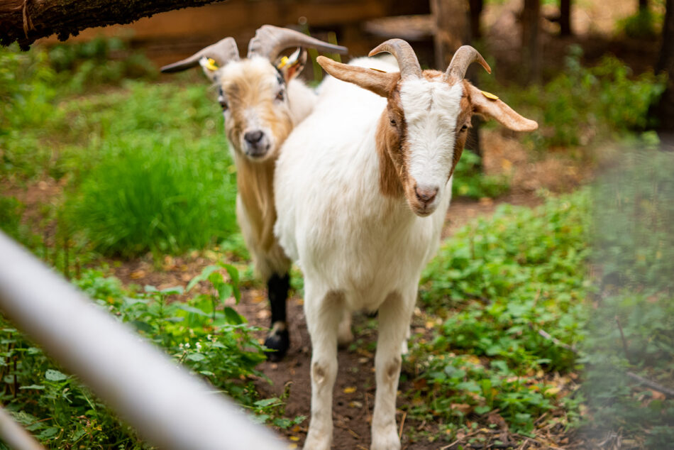 Tierhof Wendisch Rietz